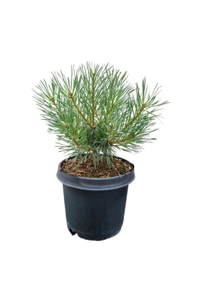 Pinus sylvestris Чантрі Блю купити
